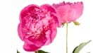 Peony